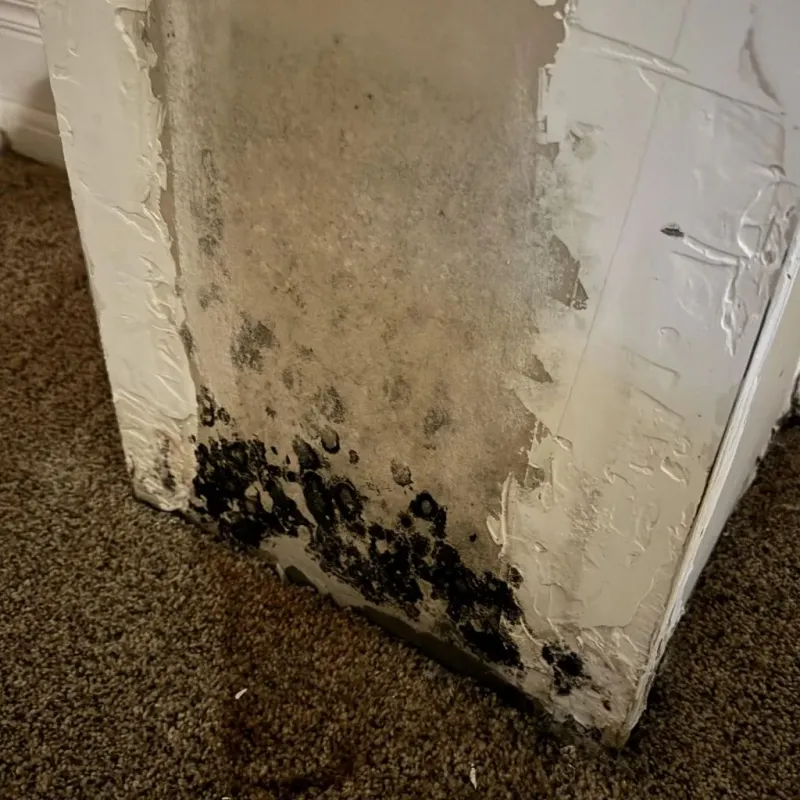 Professional Mold Removal in Bastrop, TX
